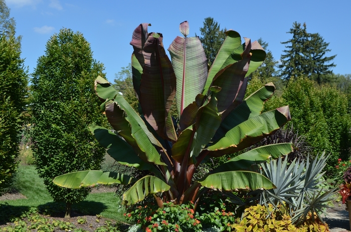 Banana Palm - Ensete ventricosum 'Maurelii' from Kings Garden Center