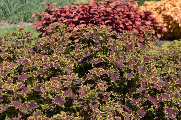 Coleus - Solenostemon scutellarioides 'Inky Fingers' from Kings Garden Center