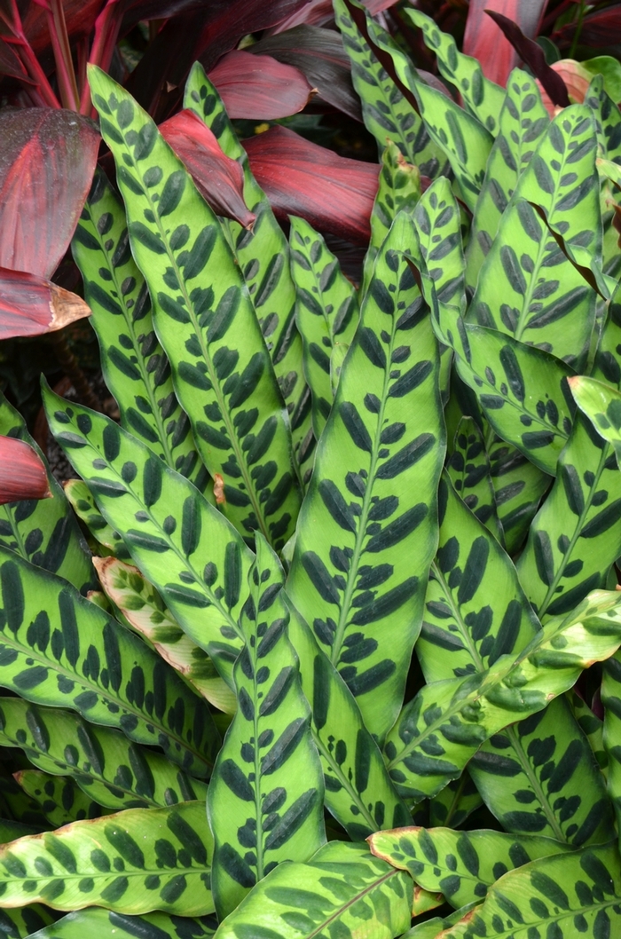 Rattlesnake Plant - Calathea lancifolia from Kings Garden Center