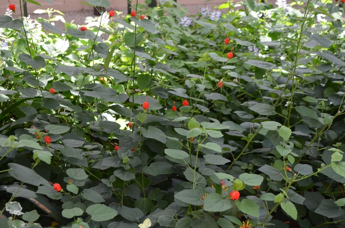 Turk's Cap - Malvaviscus arboreus 'var. drummondii' from Kings Garden Center