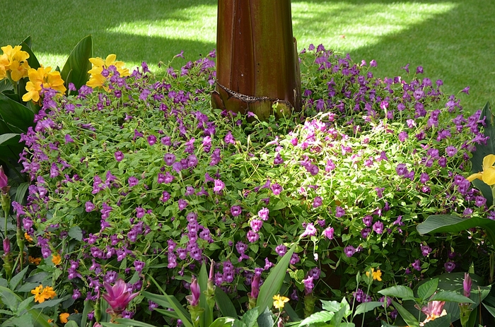 Wishbone Flower - Torenia fournieri 'Summer Wave® Amethyst' from Kings Garden Center