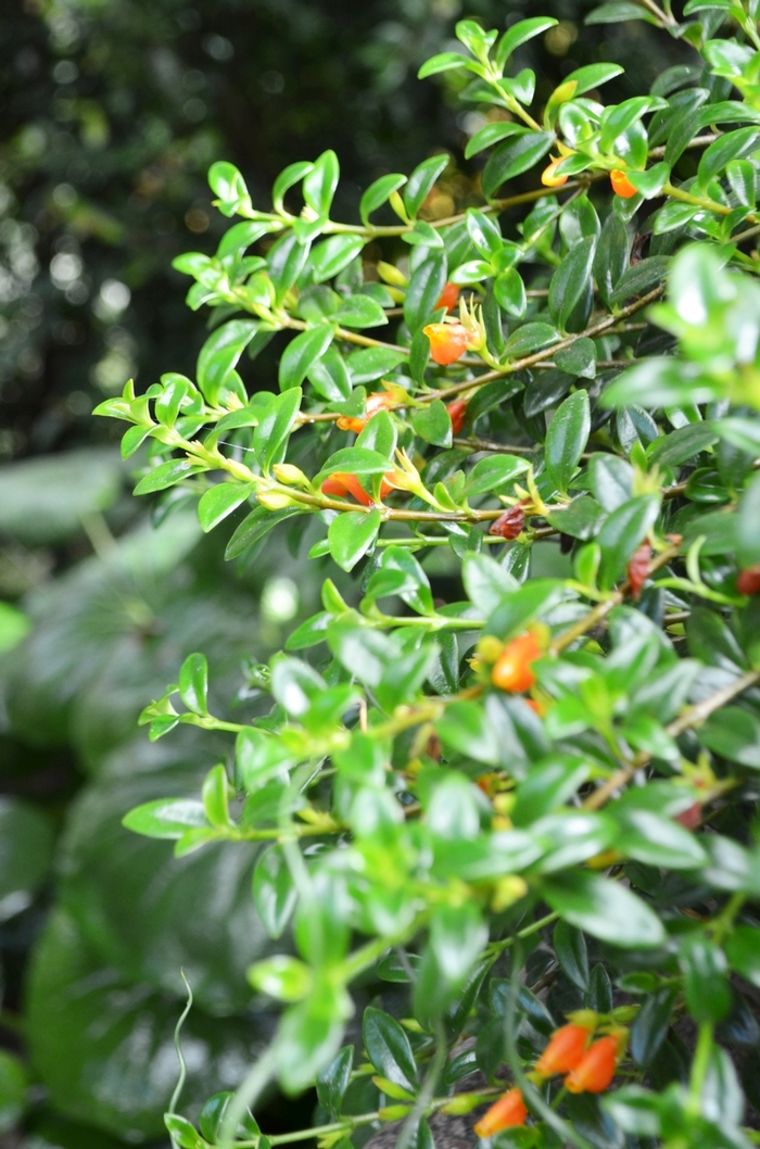 Goldfish Plant - Nematanthus gregarius from Kings Garden Center