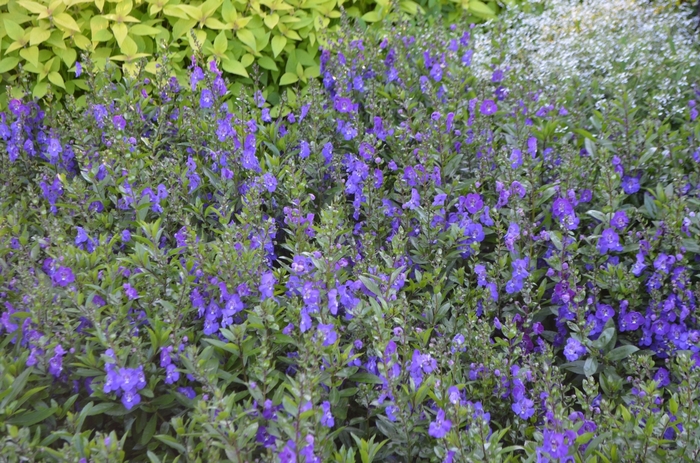 Angelonia 'Angelface™ Blue - Summer Snapdragon from Kings Garden Center