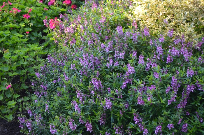 Summer Snapdragon - Angelonia angustifolia 'Serenita™ Raspberry' from Kings Garden Center