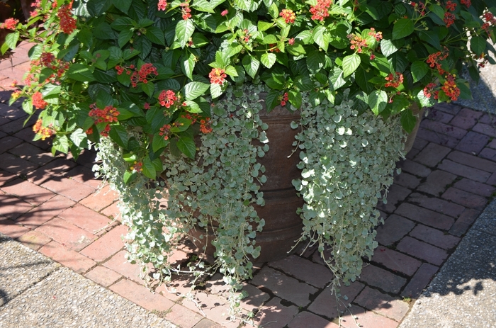 Silver Falls™ Dichondra - Dichondra argentea from Kings Garden Center