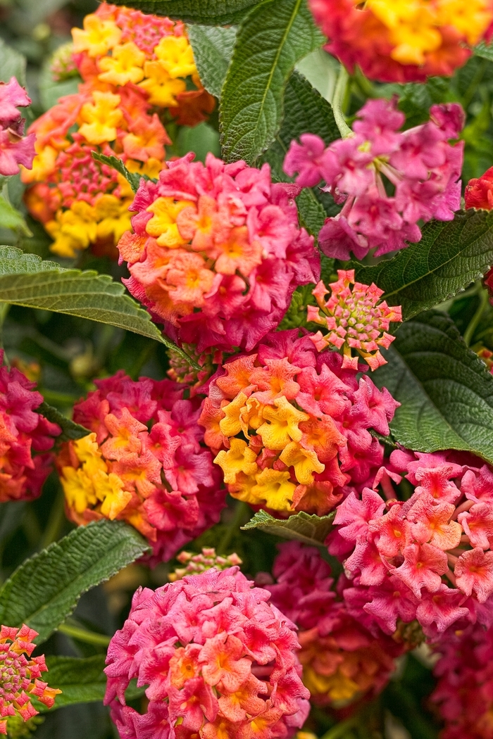 Luscious® Lantana - Lantana camara 'Berry Blend' from Kings Garden Center