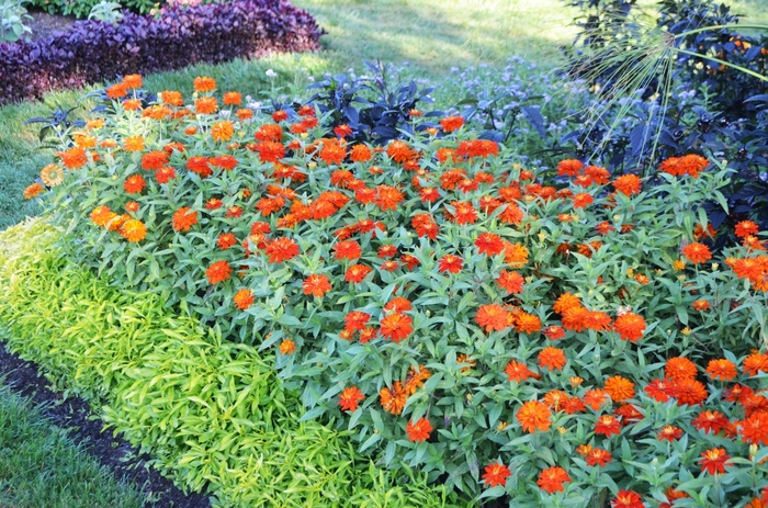 Zinnia - Zinnia marylandica 'Double Zahara Fire' from Kings Garden Center