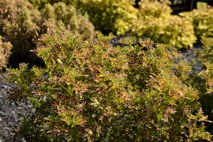 Coleus - Coleus 'Under The Sea™ Red Coral' from Kings Garden Center