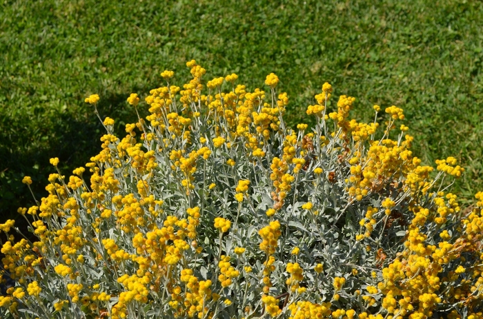 Strawflower - Chrysocephalum apiculatum 'Flambe® Yellow' from Kings Garden Center