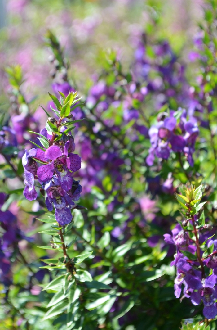 Angelonia - Angelonia angustifolia 'Serenita™ Purple' from Kings Garden Center