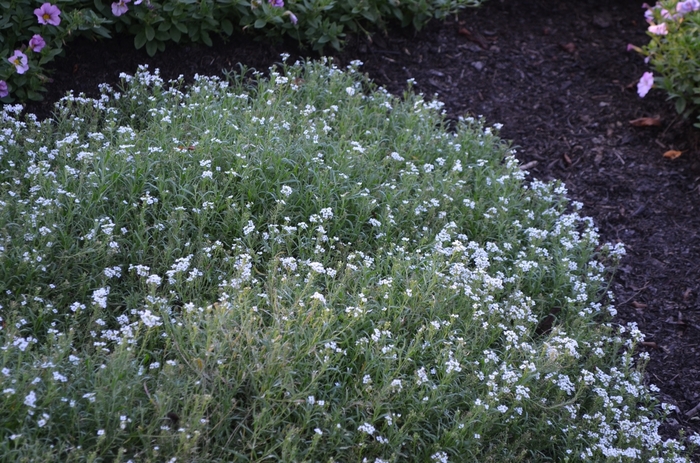 Sweet Alyssum - Lobularia hybrid 'White Knight®' from Kings Garden Center