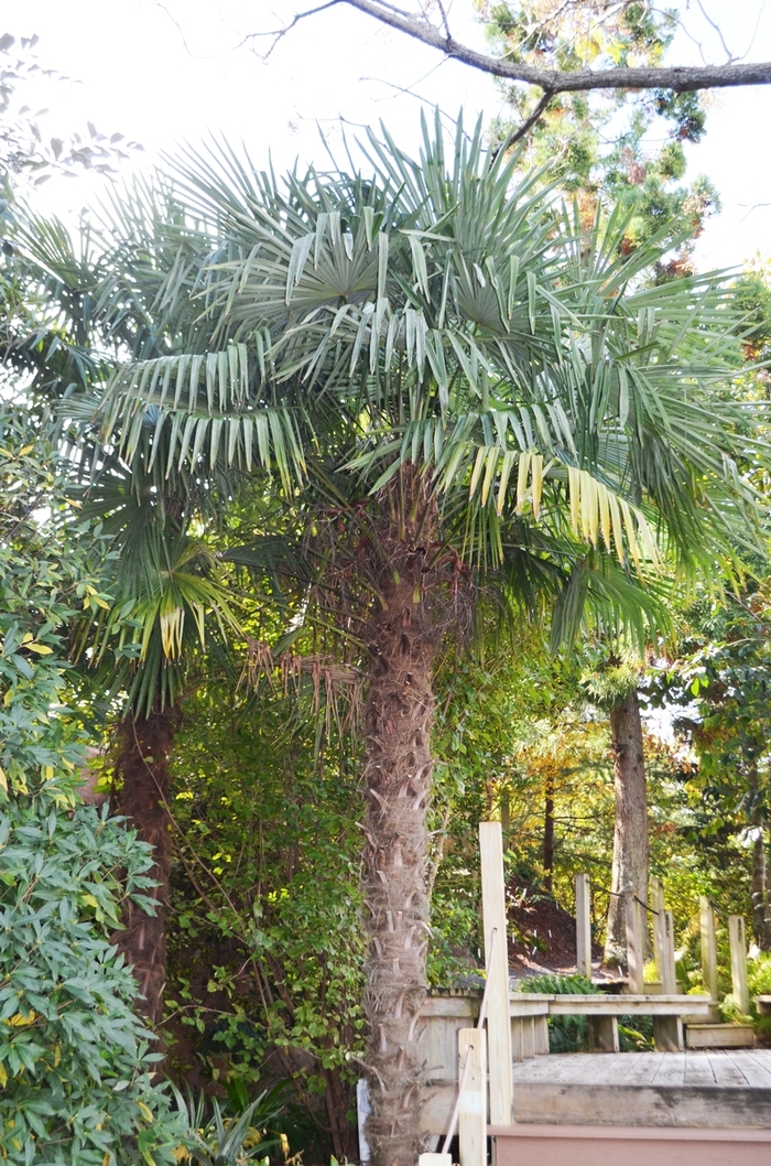 Windmill Palm - Trachycarpus fortunei from Kings Garden Center