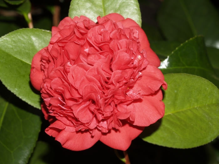 Professor Sargent Camellia - Camellia japonica 'Professor Sargent' from Kings Garden Center