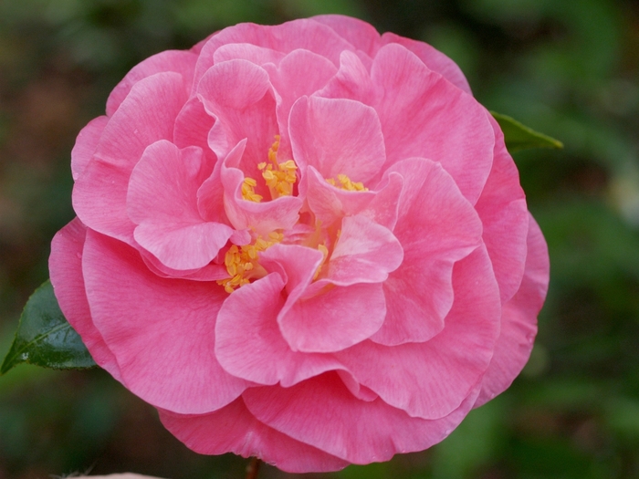 Marie Bracey Camellia - Camellia japonica 'Marie Bracey' from Kings Garden Center