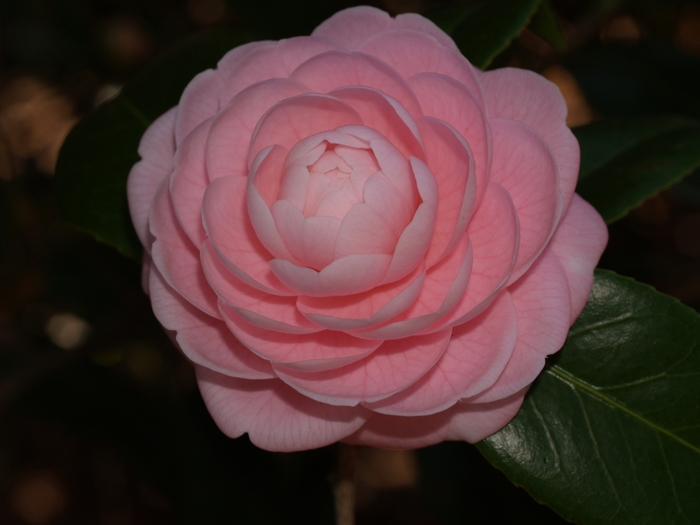 Camellia 'Pink Perfection' - Camellia japonica 'Pink Perfection' from Kings Garden Center