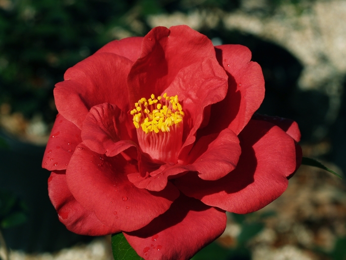 Camellia - Camellia japonica 'Royal Velvet' from Kings Garden Center