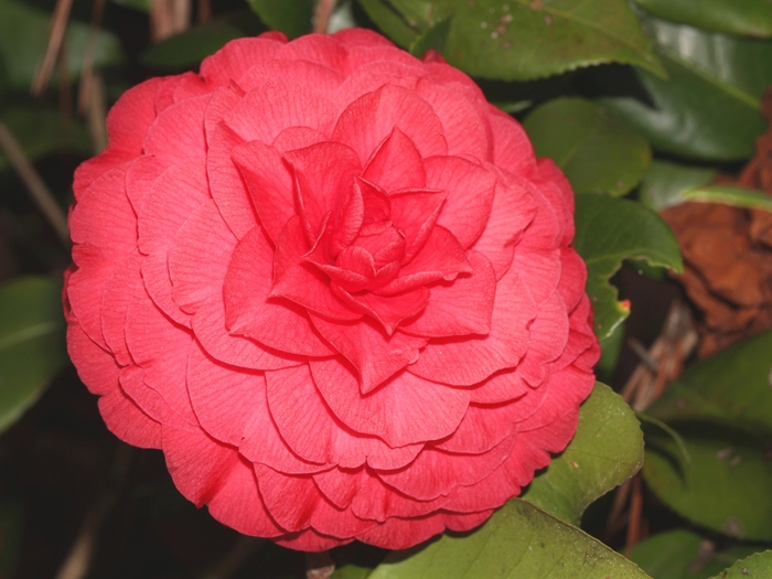 'Nuccio's Bella Rosa' - Camellia japonica from Kings Garden Center