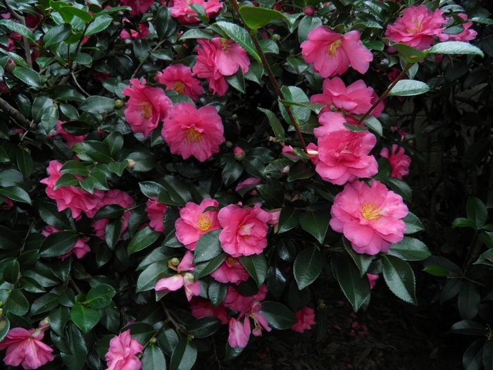 Camellia Shishi-Gashira - Camellia 'Shishi-Gashira' from Kings Garden Center