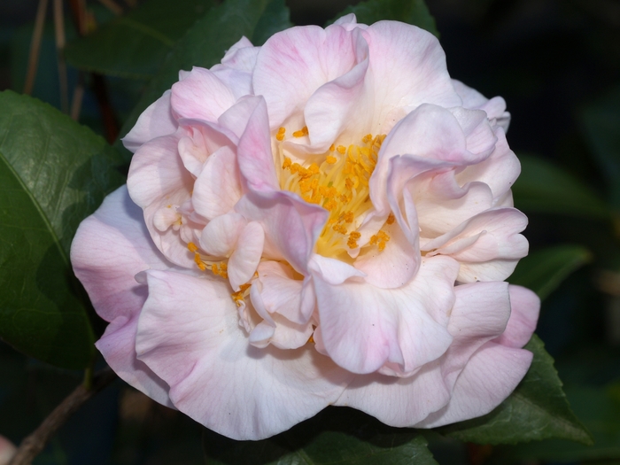 High Fragrance Camellia - Camellia 'High Fragrance' from Kings Garden Center