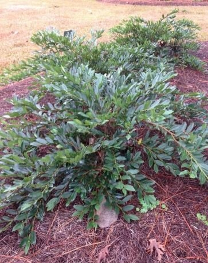 Distylium hybrida ''PIIDISTII' Blue Cascade®' Blue Cascade® Distylium Kings Garden Center