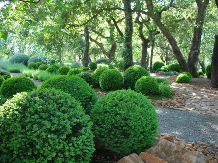 Mr. Bowling Ball - Thuja occidentalis 'Bobazam' from Kings Garden Center