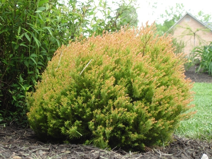 Fire Chief Arborvitae - Thuja occidentalis 'Congabe' from Kings Garden Center