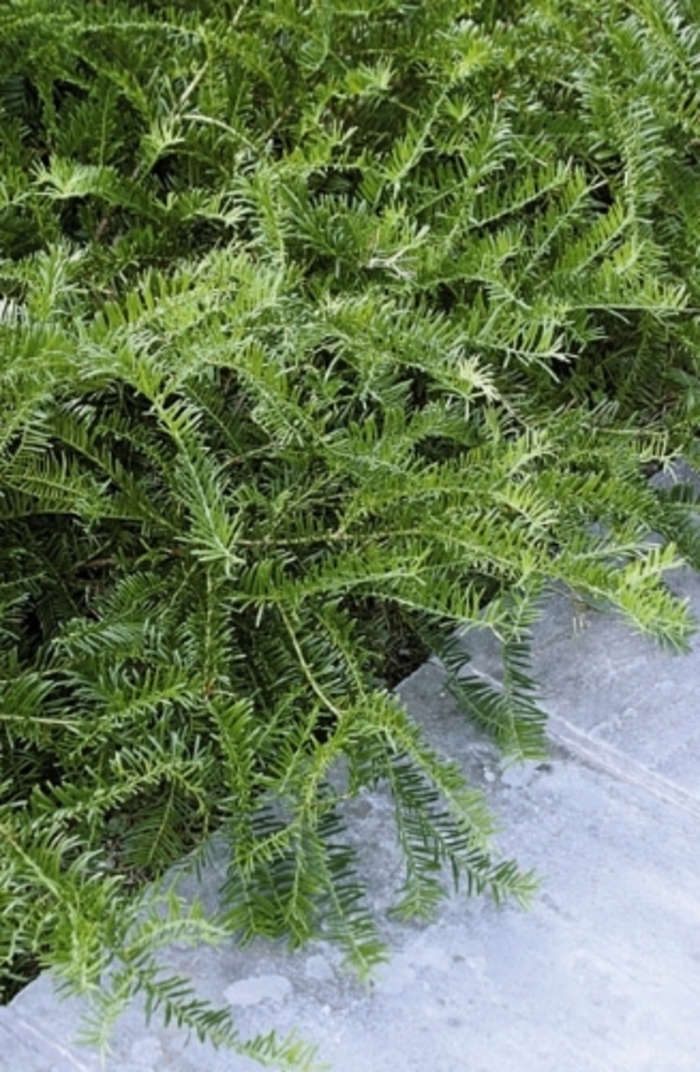 Prostrate Japanese plum yew - Cephalotaxus harringtonia 'Prostrata' from Kings Garden Center