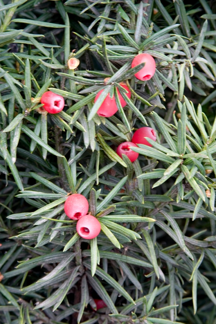 Densiformis Yew - Taxus x media 'Densiformis' from Kings Garden Center