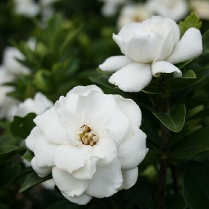 Crown Jewel Gardenia - Gardenia augusta 'Crown Jewel' from Kings Garden Center