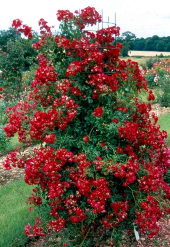 Rambling Rose - Rosa 'Rambling Red' from Kings Garden Center