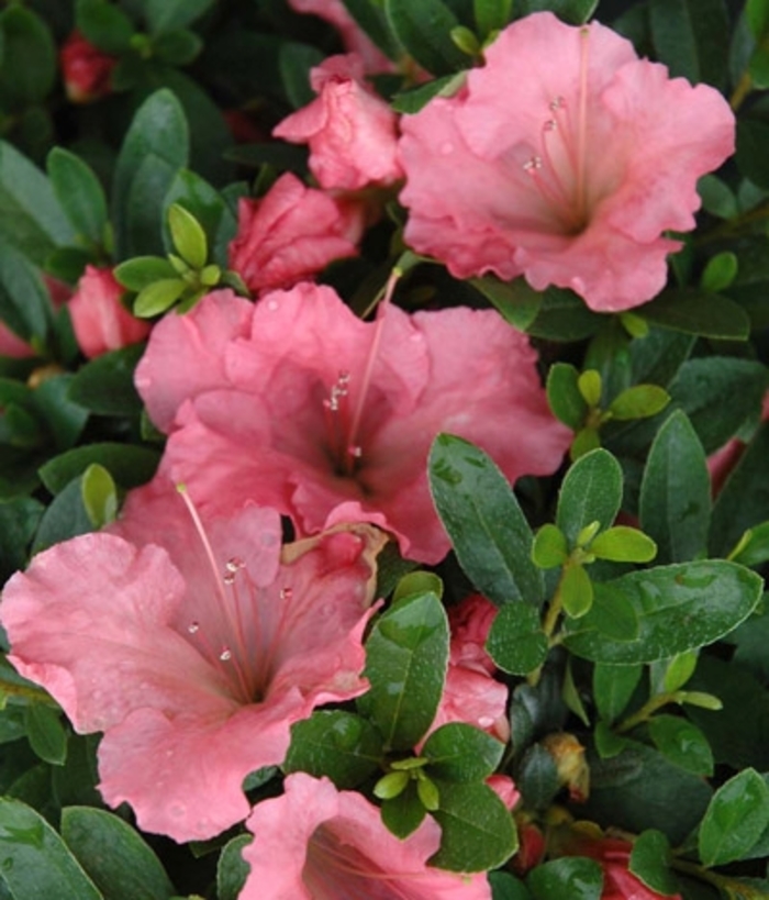 Pink Gumpo Azalea - Azalea hybrida 'Gumpo Pink' from Kings Garden Center