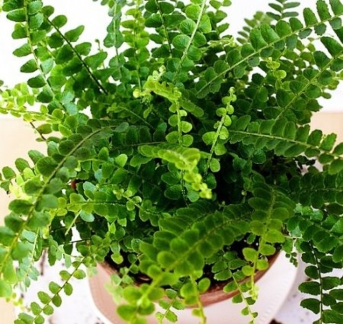 Button Fern - Pellaea rotundifolia from Kings Garden Center