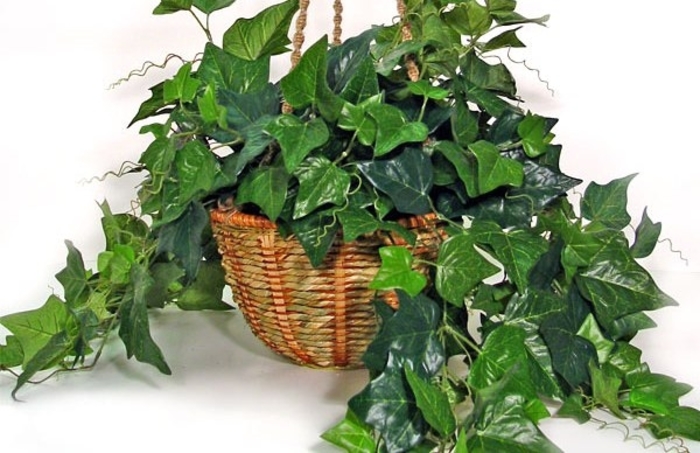 English Ivy - Hedera helix from Kings Garden Center