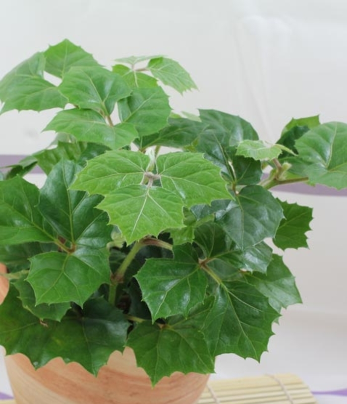 Cissus rhombifolia Grape Ivy Kings Garden Center