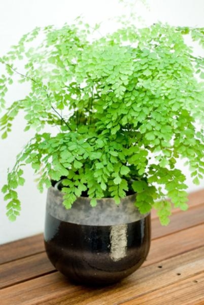 Maiden Hair Fern - Adiantum from Kings Garden Center