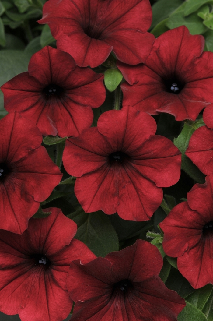 Petunia Tidal Wave - Petunia x hybrida 'Tidal Wave Red Velour F1' from Kings Garden Center