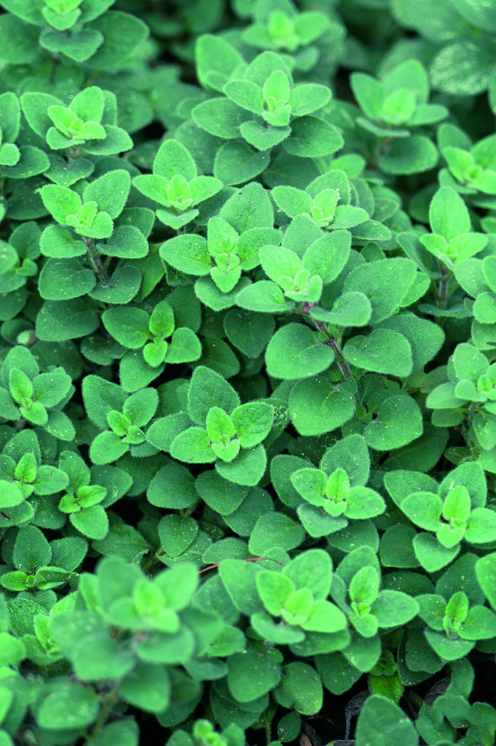 Oregano - Origanum syriaca 'Cleopatra' from Kings Garden Center