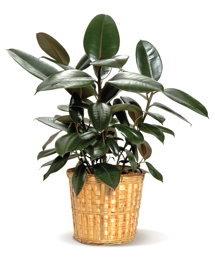 Rubber Tree - Ficus elastica from Kings Garden Center