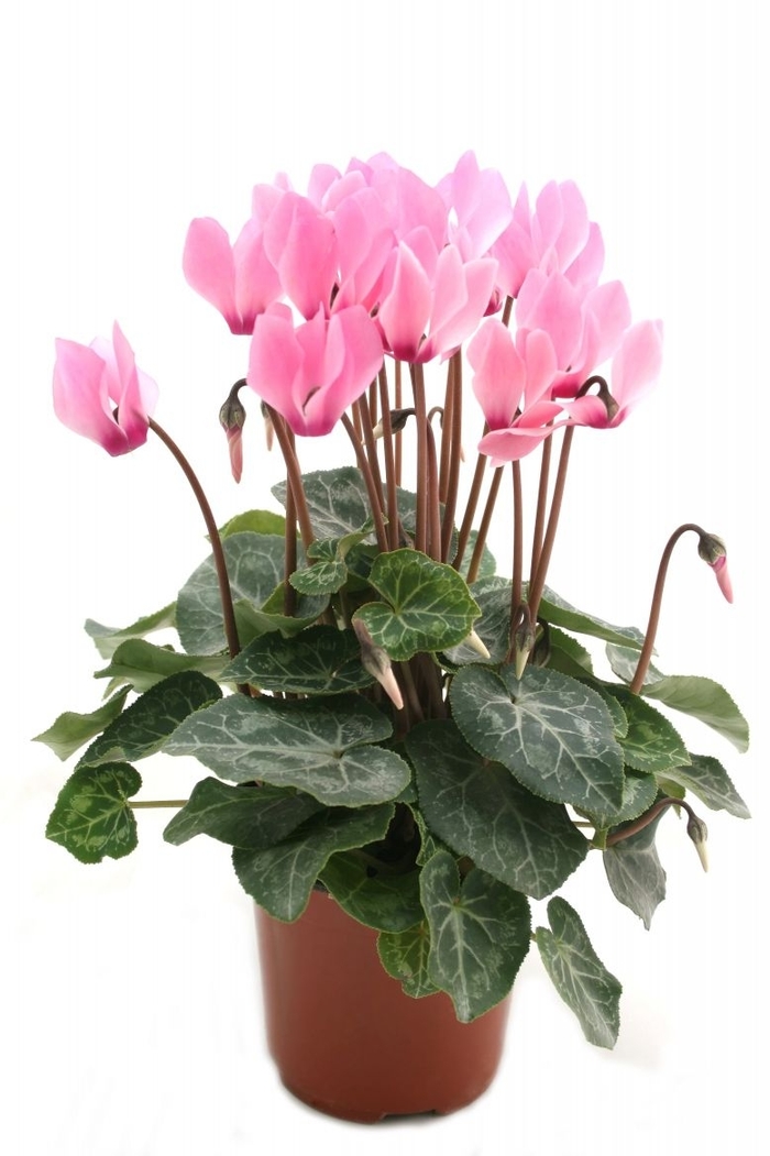 Cyclamen - Cyclamen persicum from Kings Garden Center