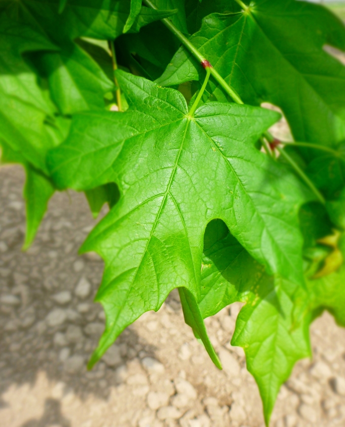 Legacy® Sugar Maple - Acer saccharum 'Legacy' from Kings Garden Center