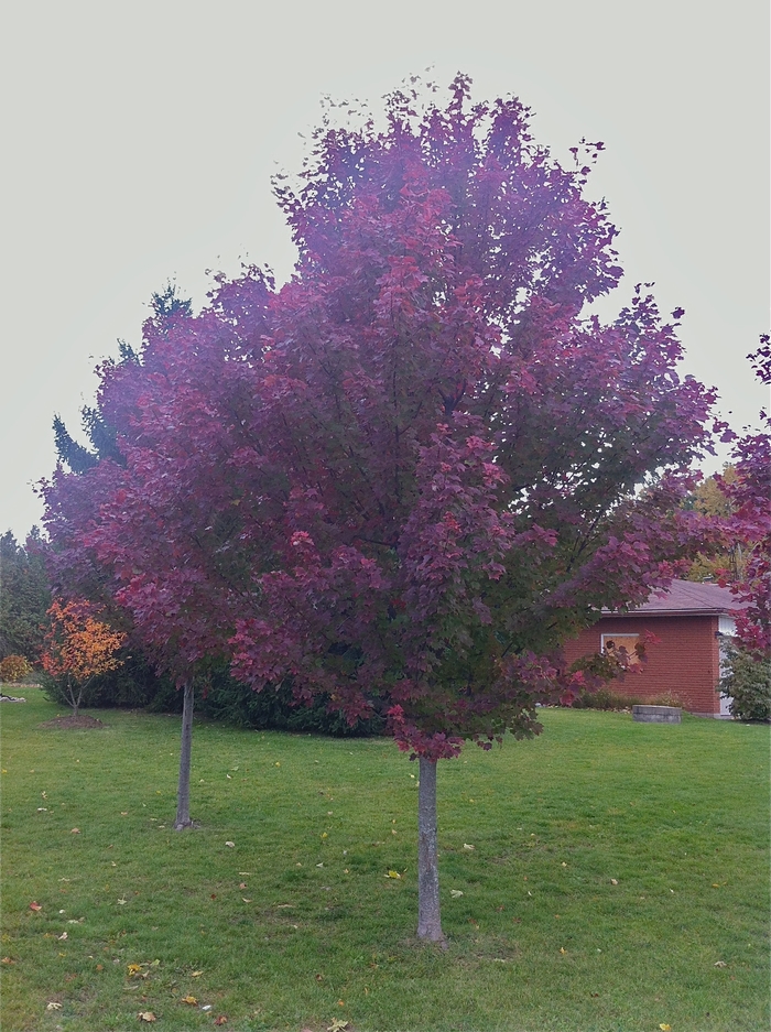 Brandywine Maple - Acer rubrum 'Brandywine' from Kings Garden Center