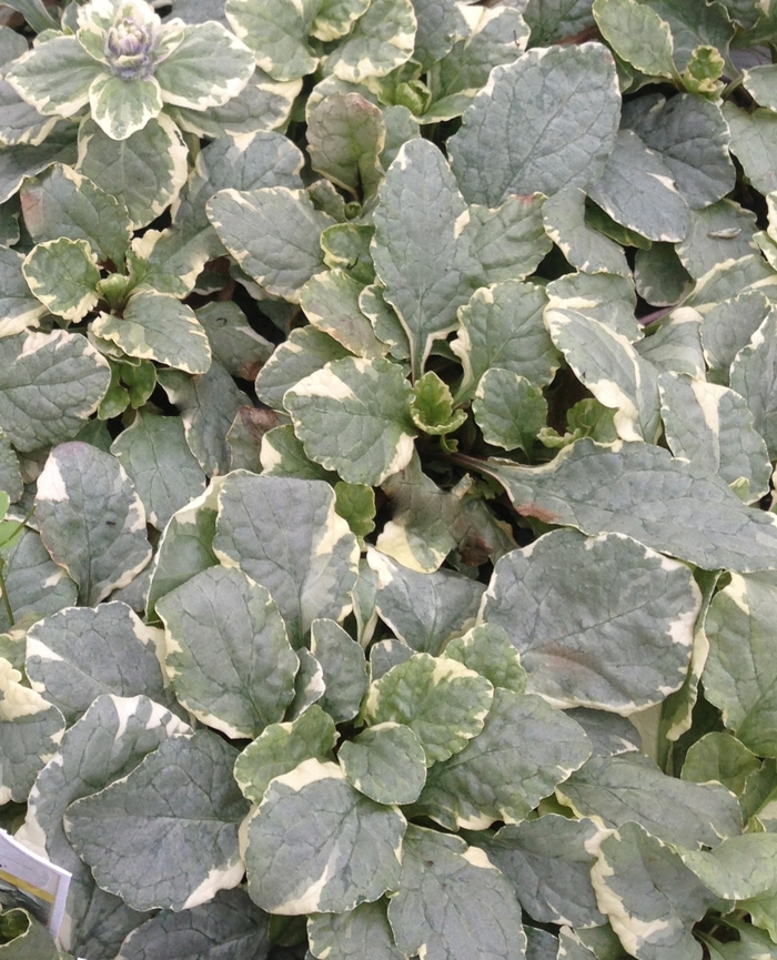 Bugleweed - Ajuga reptans 'Silver Queen' from Kings Garden Center