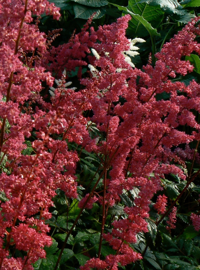 False Spirea - Astilbe arendsii 'Fanal' from Kings Garden Center