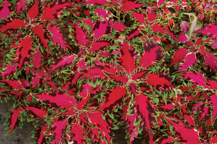 Coleus - Coleus 'TERRA-NOVA-Pink-Poodle' from Kings Garden Center