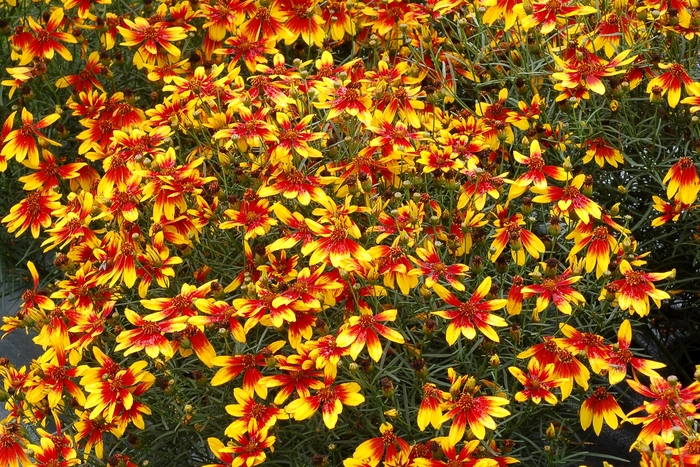 Hardy Coreopsis - Coreopsis 'Lightning Bug' from Kings Garden Center