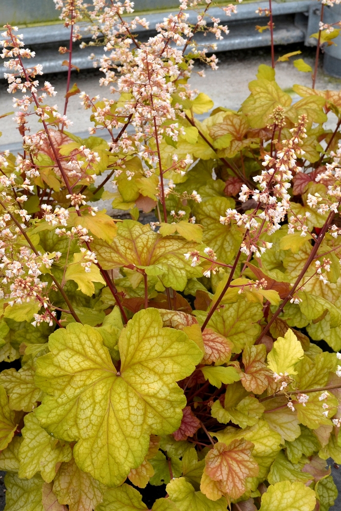 Coral Bells - Heuchera 'Champagne' from Kings Garden Center