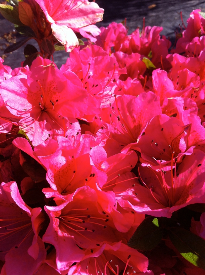 'Girard's Renee Michelle' - Rhododendron hybrid from Kings Garden Center