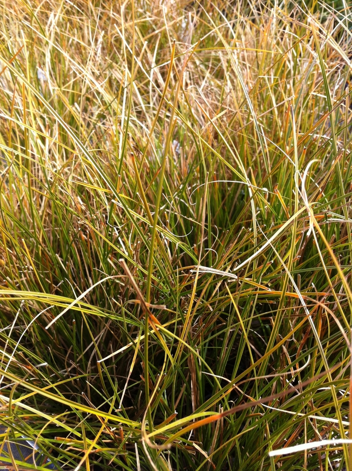 Orange New Zealand Sedge - Carex testacea from Kings Garden Center