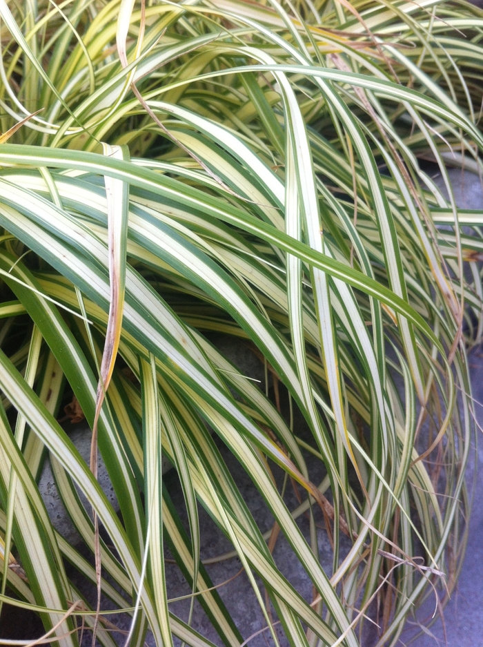 Striped Weeping Sedge - Carex oshimensis 'Evergold' from Kings Garden Center