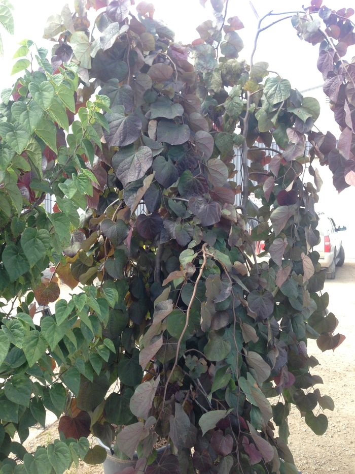 Ruby Falls Redbud - Cercis canadensis 'Ruby Falls' from Kings Garden Center